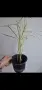 Водна палма, циперус, Cyperus alternifolius variegata, снимка 4