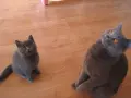 Малки британчета британска късокосместа котка, снимка 2