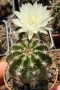 Кактус Echinopsis Hybrid цвят кремаво бяло цъфтящи растения, снимка 3