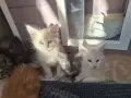 Котенца Мейн Куун , снимка 10