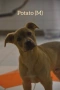 Rescue puppy, снимка 9