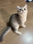 Колор пойнт котета , снимка 1