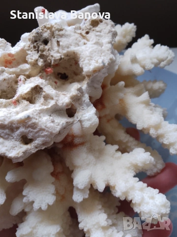 Бял корал, снимка 5 - Други - 54079779