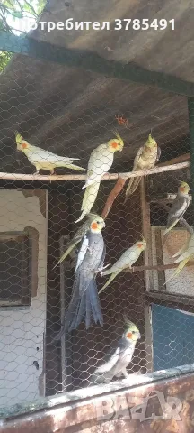 Корели и вълнисти папагали , снимка 3 - Папагали - 55504934