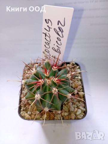 Кактус Thelocactus cf. bicolor - 5.5 см саксия