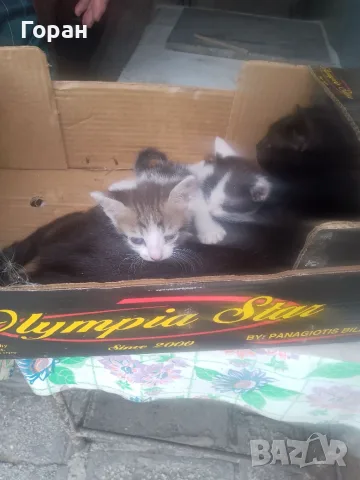 Подарявам котета 