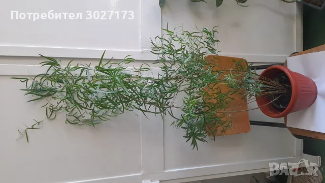 Аспарагус фалкатус, голям горски аспарагус, Asparagus falcatus