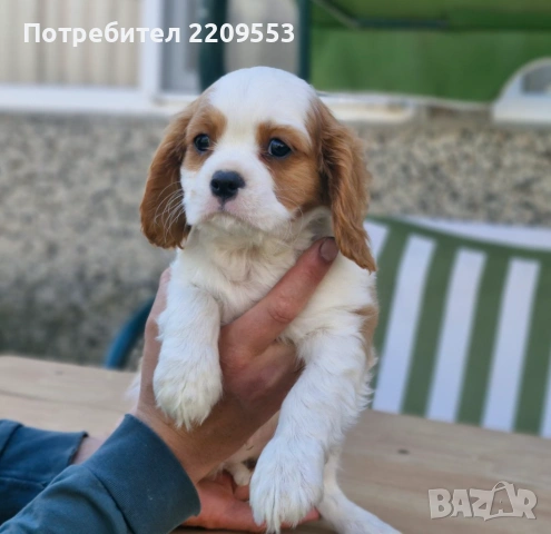 Кавалер Кинг Чарлз Шпаньол, снимка 4 - Кавалер кинг чарлз шпаньол - 54500038