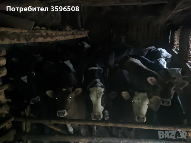 Телета Копривщица 