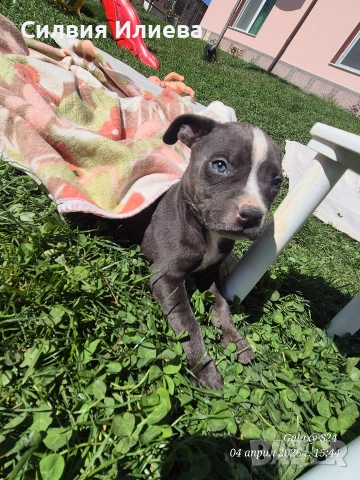 Малки бебета питбули 