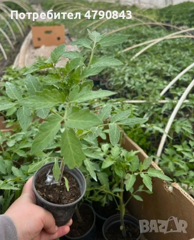 Разсад, снимка 3 - Разсади - 54133505