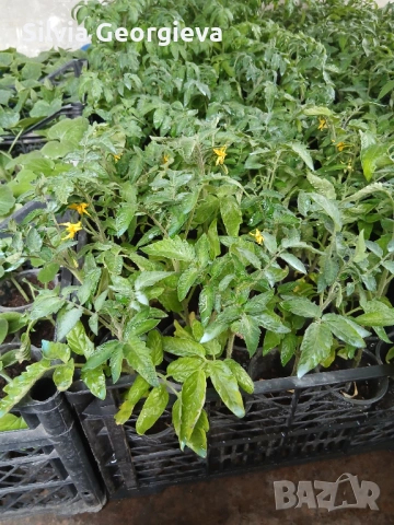 Разсад домати,краставици,пипер