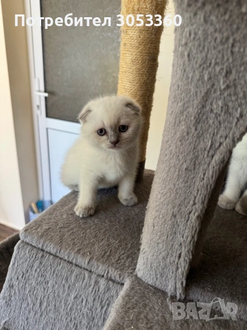 Шотландски късокосмести котенца