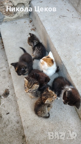 Подарявам малки котенца