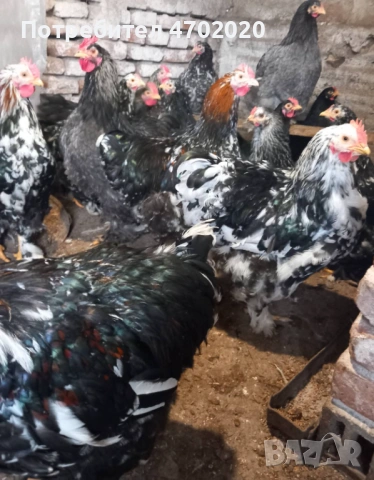 Петли, снимка 6 - Кокошки и пуйки - 54017467