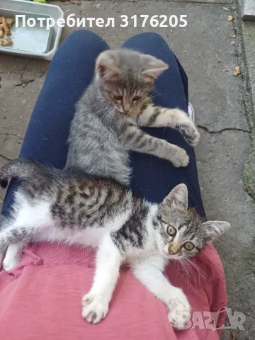 Женски котета търсят дом, снимка 13 - Други - 47355560