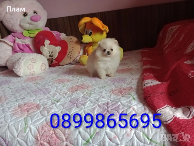 Мъжки мини Померан. Реални снимки от 07.06.2026 г., снимка 4 - Померан - 54632233