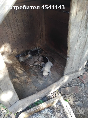подарявам кучета , снимка 3 - Други - 54510337