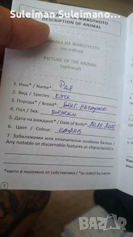 Продавам белгиска овчарка на 20.10.25 година е родено, снимка 2 - Белгийска овчарка - 54180952