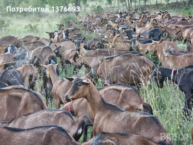 Продавам чистокръвни кози френски алпин  
