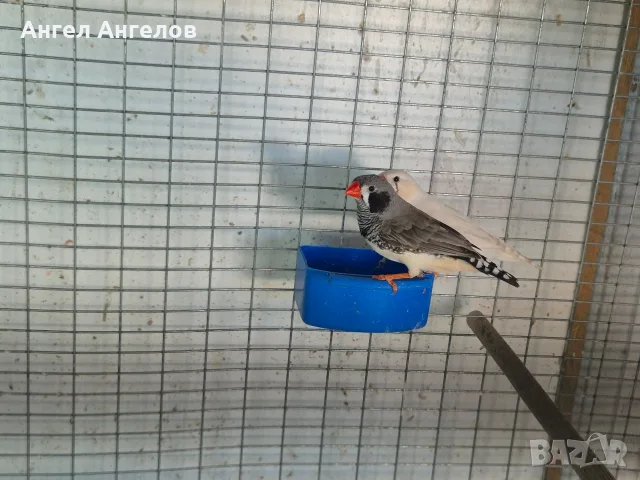 зеброви амадини , снимка 5 - Амадини - 55365393