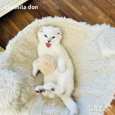 🐾 Продавам чистокръвни британски шиншила котенца 🐾  , снимка 3 - Британска късокосместа - 54784808