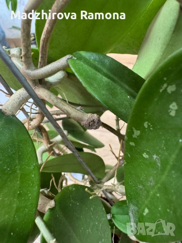 Hoya Хоя Parasitica Gps 206, снимка 5 - Стайни растения - 54569465
