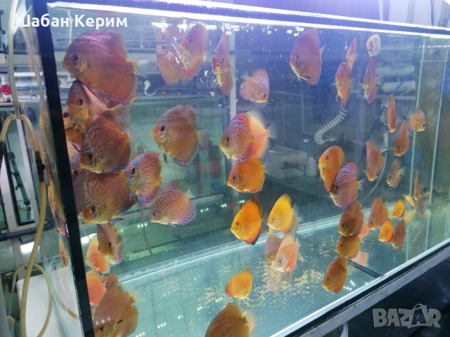 Дискуси