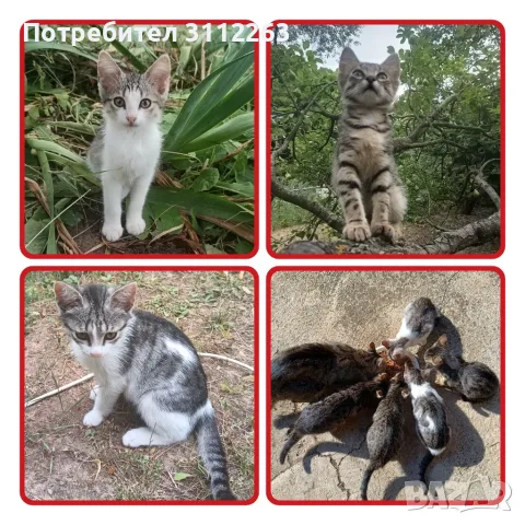 Подаряват се малки котета