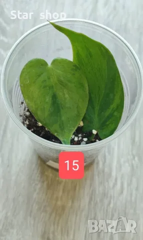 Филодендрон- Philodendron Hederaceum Variegata, снимка 15 - Стайни растения - 55295623