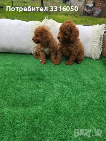 Мини пудел, снимка 3 - Пудели - 54091459