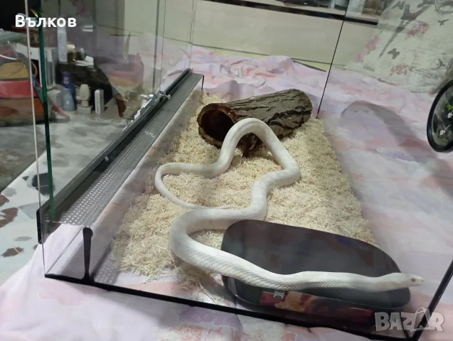 царевичен смок - pantherophis guttatus , снимка 2 - Змии - 55507534