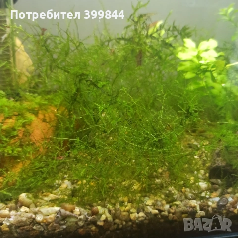 Коледен мъх за аквариум