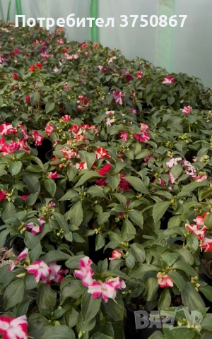 🩷🌿💜 Impatiens walleriana 'Raffael Star Mix' (Циганче / Импатиенс), снимка 5 - Градински цветя и растения - 54733445