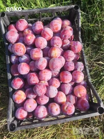 Продавам  сливи , снимка 3 - Домашни продукти - 55436955