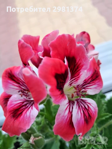 Кралски мушката, снимка 5 - Стайни растения - 54292443