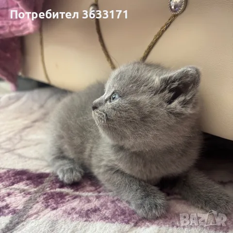 Британски късокосмести котенца!, снимка 3 - Британска късокосместа - 55528270