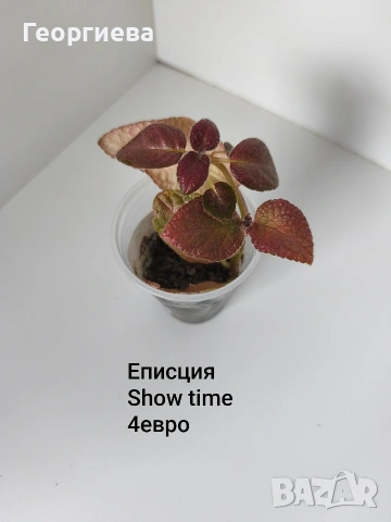 еписция
