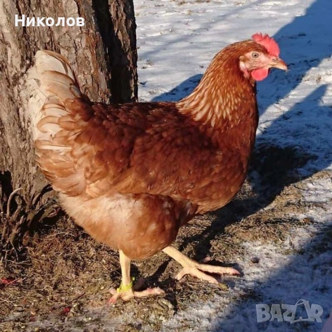 Домашни яйца от щастливи кокошки , снимка 6 - Домашни продукти - 54617039