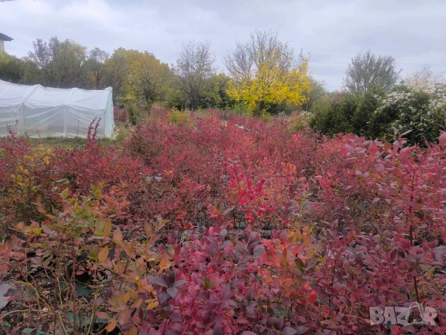 Американска синя боровинка , снимка 4 - Градински цветя и растения - 54063041