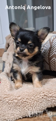 момченце чихуа , снимка 6 - Чихуахуа - 54017930