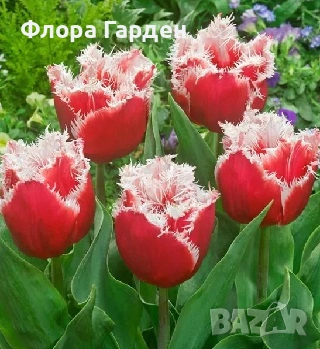 Луковици ЛАЛЕТА - Предварителни поръчки, снимка 16 - Сортови семена и луковици - 55089386