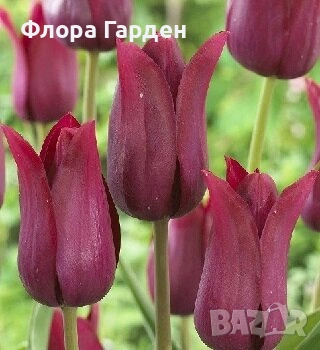 Луковици ЛАЛЕТА - Предварителни поръчки, снимка 12 - Сортови семена и луковици - 55089386