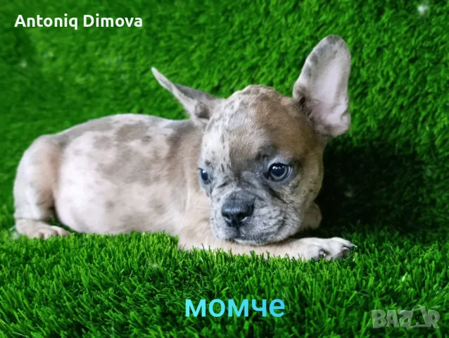Булдоци сладурковци, снимка 2 - Френски булдог - 55679611