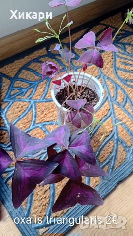 Оксалис Oxalis triangularis, снимка 2 - Стайни растения - 55170730
