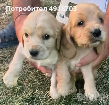 Английски кокер шпаньол