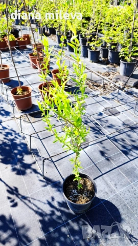 Къдрава върба ‘Тортуоса’, (Salix matsudana ‘Tortuosa’), снимка 8 - Градински цветя и растения - 53639320
