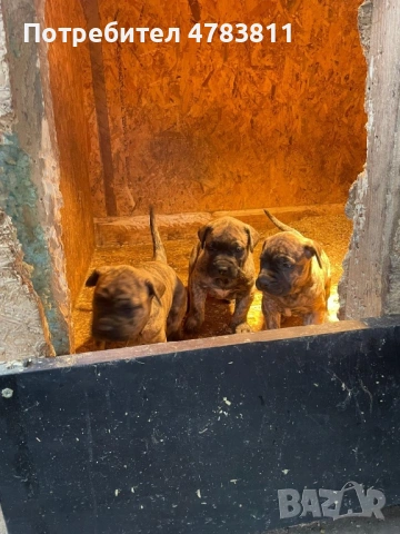 Perro de Presa Canario Дого канарио, снимка 3 - Други - 54044903