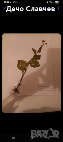 Хербарии за ЛТУ или друг университет , снимка 3 - Ученически пособия, канцеларски материали - 54224038
