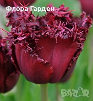 Луковици ЛАЛЕТА - Предварителни поръчки, снимка 18 - Сортови семена и луковици - 55089386